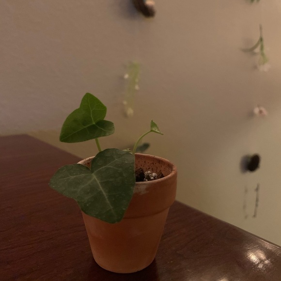 Nefelibata Other - Ivy (Hedera helix 'My Heart') in 2 inch pot